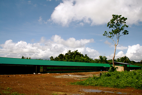Solar Lighting for Poultry Farm