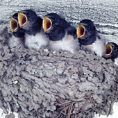 Solar Power System for Swallow Nest