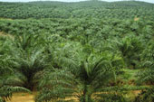 Solar Powered Lighting for Palm Plantation